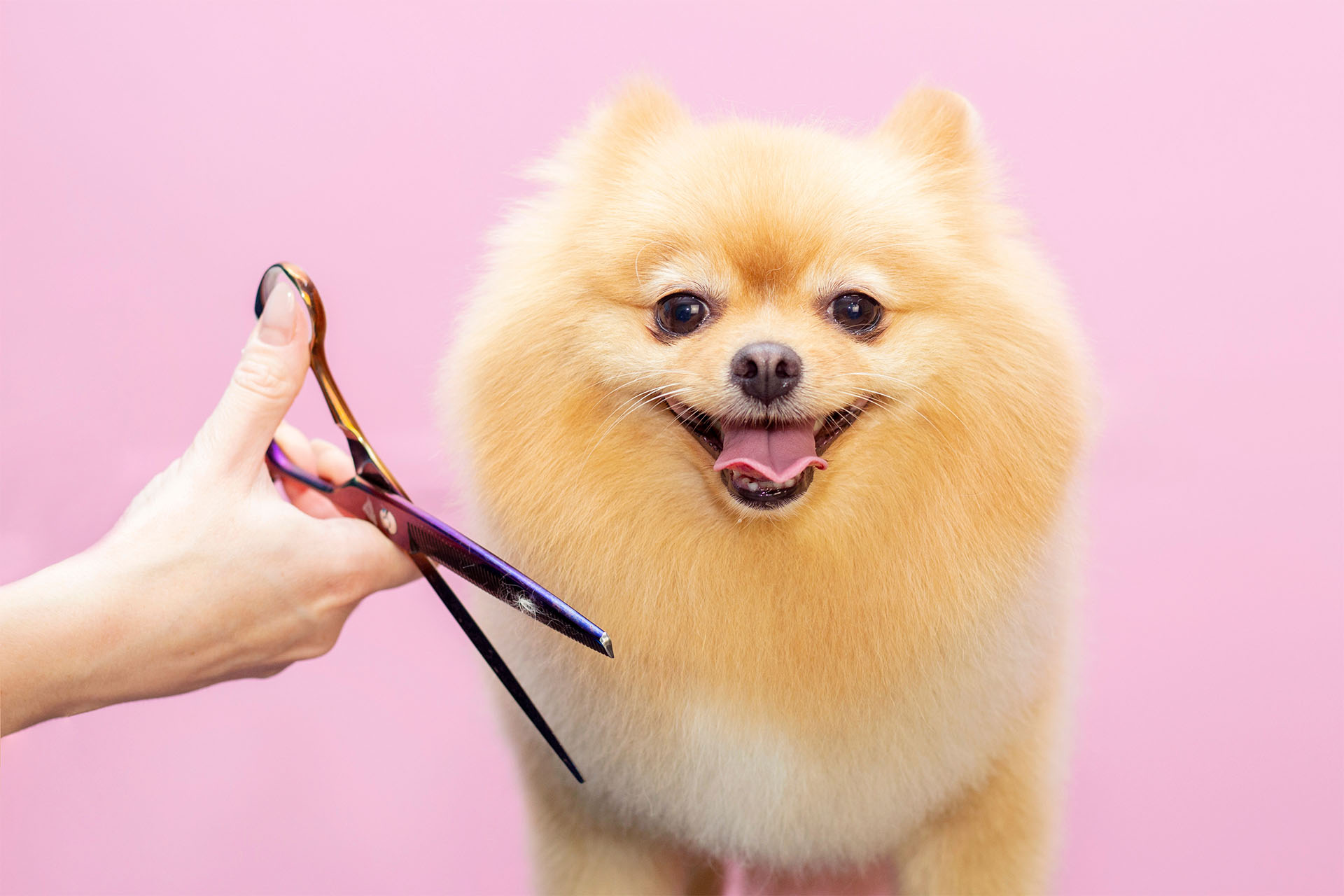 Old Town Dog Spa Your Experienced Dog Groomers Near Me | Old Town Dog Spa