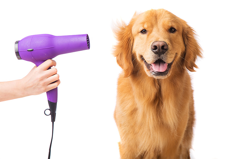 Old Town Dog Spa Your Experienced Dog Groomers Near Me | Old Town Dog Spa